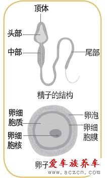 女子同房到怀孕图解