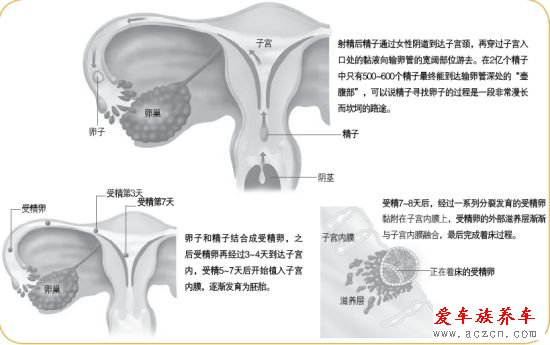 女子同房到怀孕图解