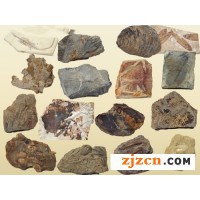 2018年古化石专业鉴定